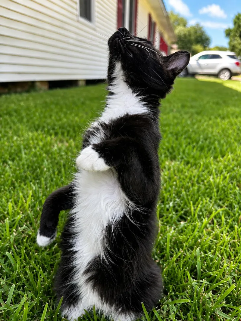 A baby medium-sized female Black & White / Tuxedo Domestic Medium Hair cat named Navy for adoption in Houston, TX