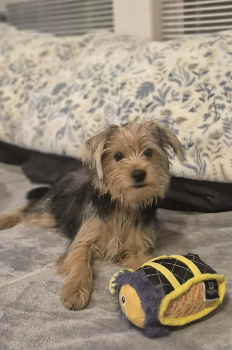 A baby small-sized female Yorkshire Terrier dog named Lilly for adoption in Media, PA