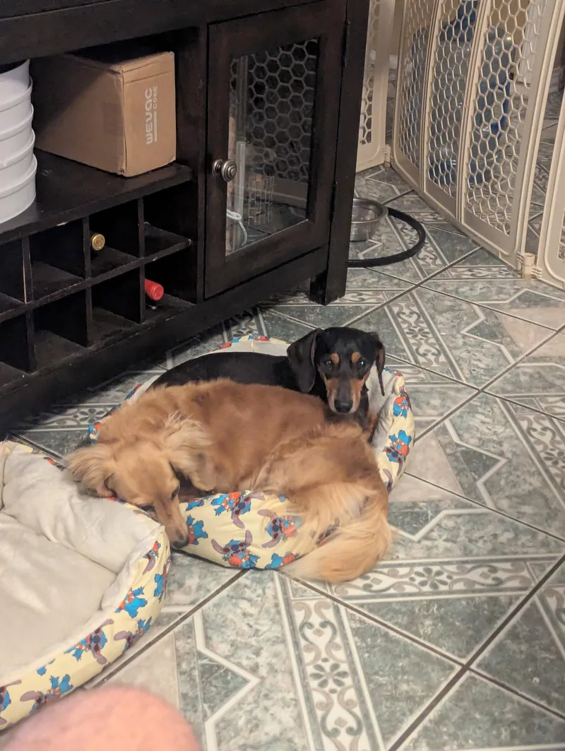 An adult small-sized female Dachshund dog named Izzy for adoption in Austin, TX