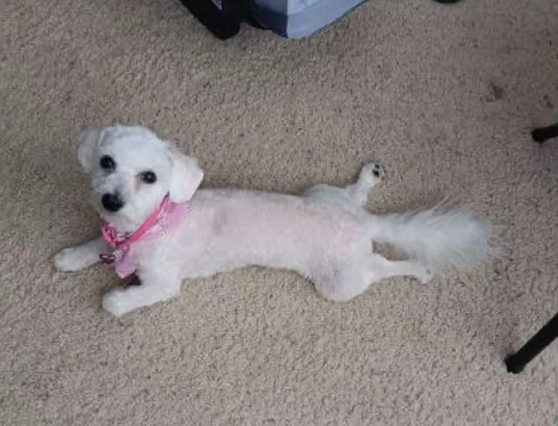 An adult small-sized male Bichon Frise dog named Kiko for adoption in Texarkana, TX
