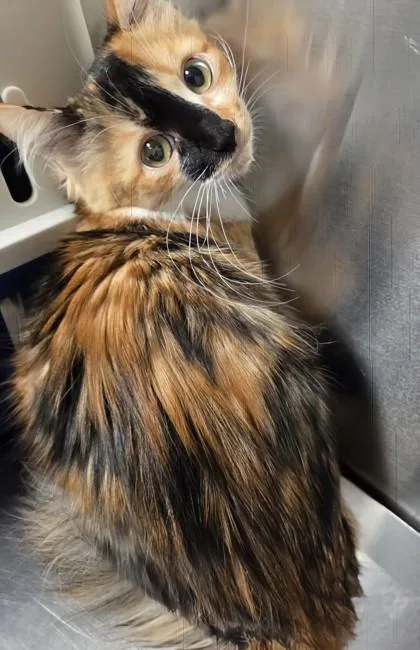 Eloise