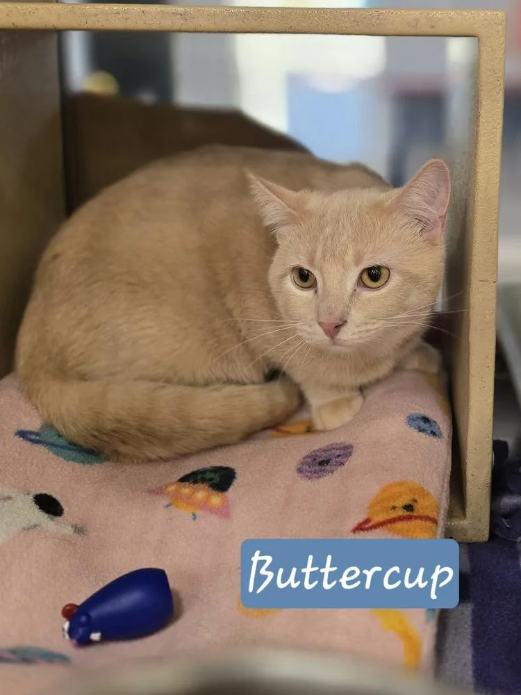 A young medium-sized male Domestic Short Hair cat named Buttercup K for adoption in Metamora, IL