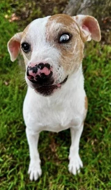 An adult medium-sized female Jack Russell Terrier dog named Emberly for adoption in Washington, DC