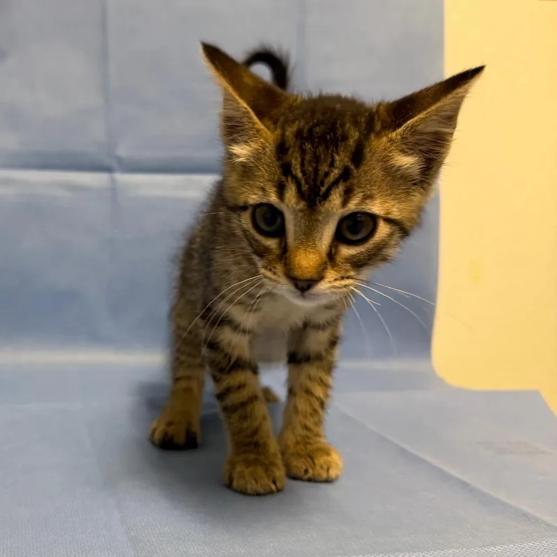 A baby small-sized female Brown / Chocolate Domestic Short Hair cat named Fum for adoption in Mount Shasta, CA