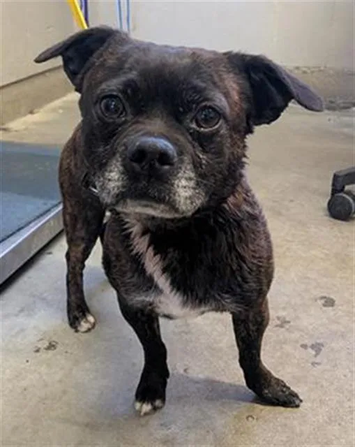 A young small-sized male French Bulldog dog named Pepper for adoption in Camarillo, CA