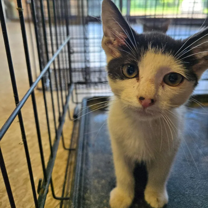 A baby small-sized male White Domestic Short Hair cat named Rowan for adoption in Birmingham, AL