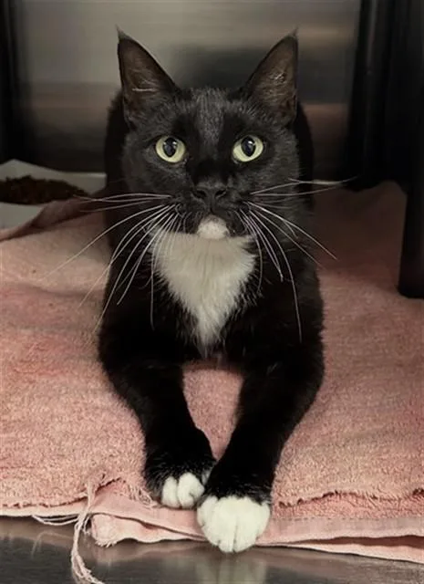 A young medium-sized female Domestic Short Hair cat named Heidi for adoption in Augusta, GA