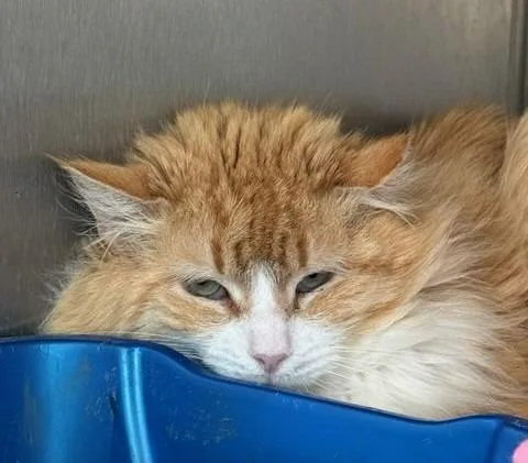 A young medium-sized male Domestic Short Hair cat named Raja Feral for adoption in Windsor, CT