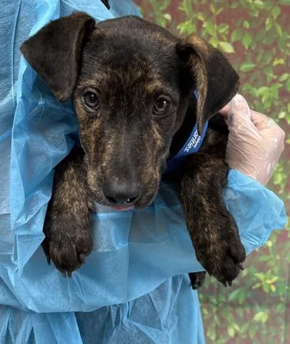 A young small-sized male Shepherd dog named Jericho for adoption in San Antonio, TX