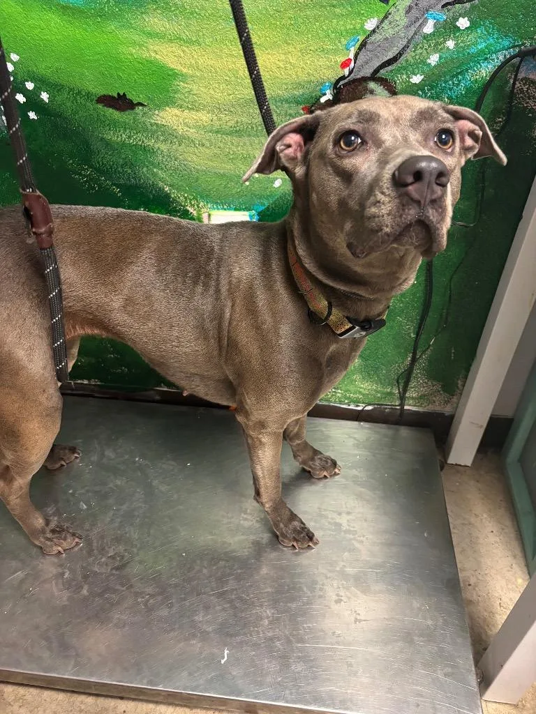 An adult large-sized female Labrador Retriever dog named Hidey for adoption in New Braunfels, TX