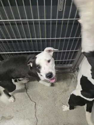 A baby medium-sized male Pit Bull Terrier dog named Toad for adoption in Sacramento, CA
