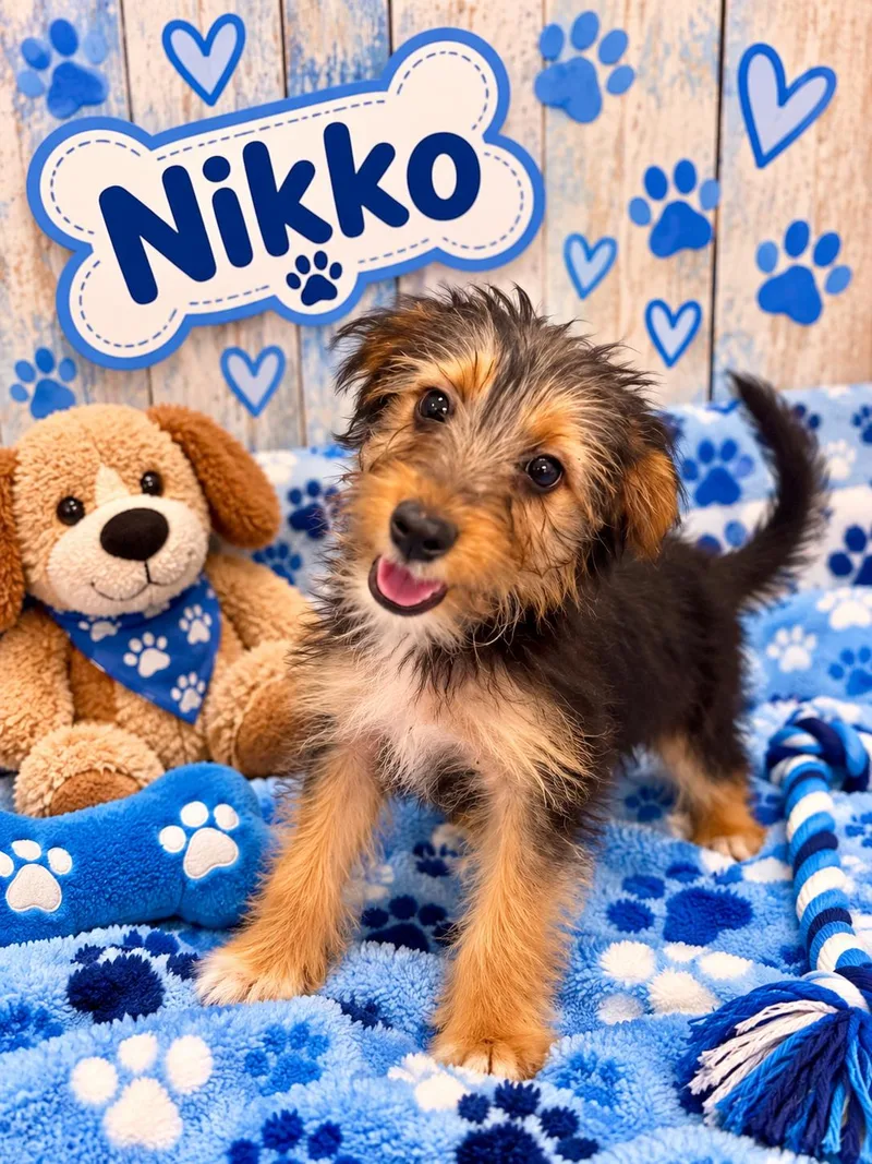 A young medium-sized male Yorkshire Terrier dog named Nikko for adoption in Union Beach, NJ