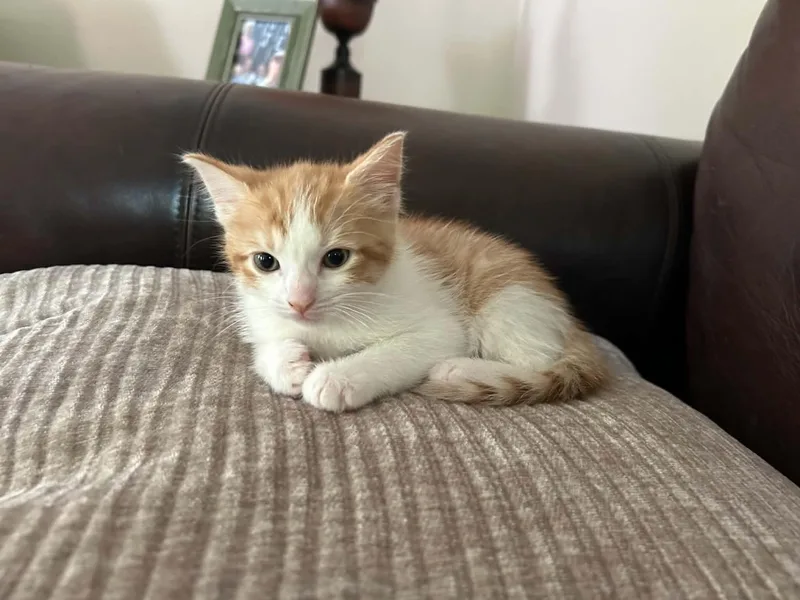 A baby medium-sized male Orange & White Domestic Short Hair cat named Benny for adoption in Wading River, NY