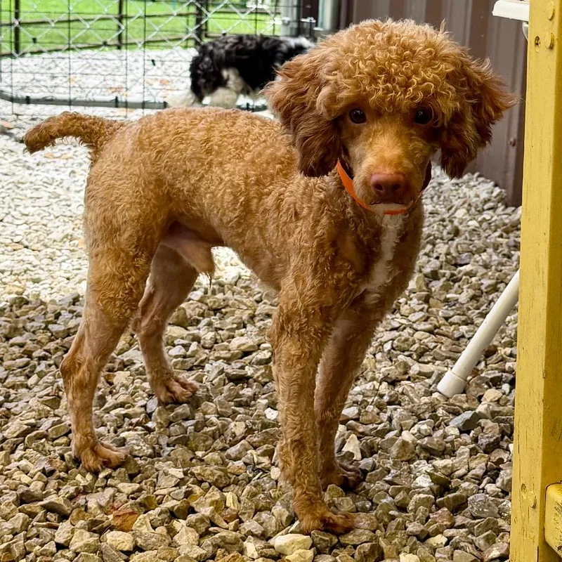 An adult small-sized male Red / Chestnut / Orange Miniature Poodle dog named Noah Missouri for adoption in Peyton, CO