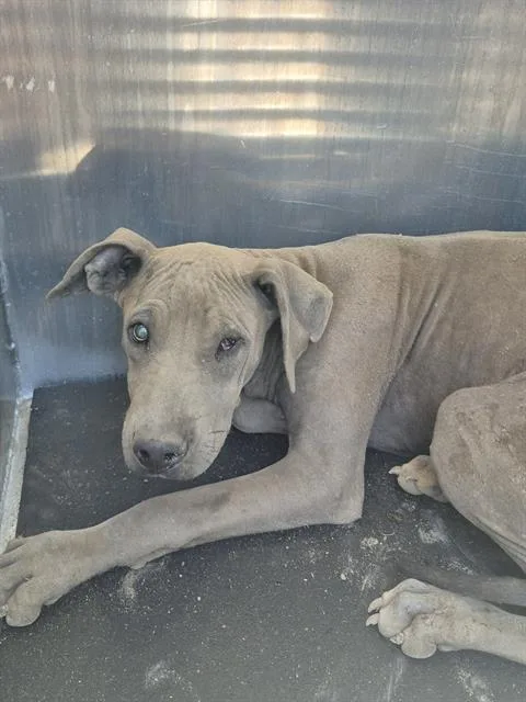 A baby medium-sized male Labrador Retriever dog named Sherbark Homes for adoption in San Antonio, TX