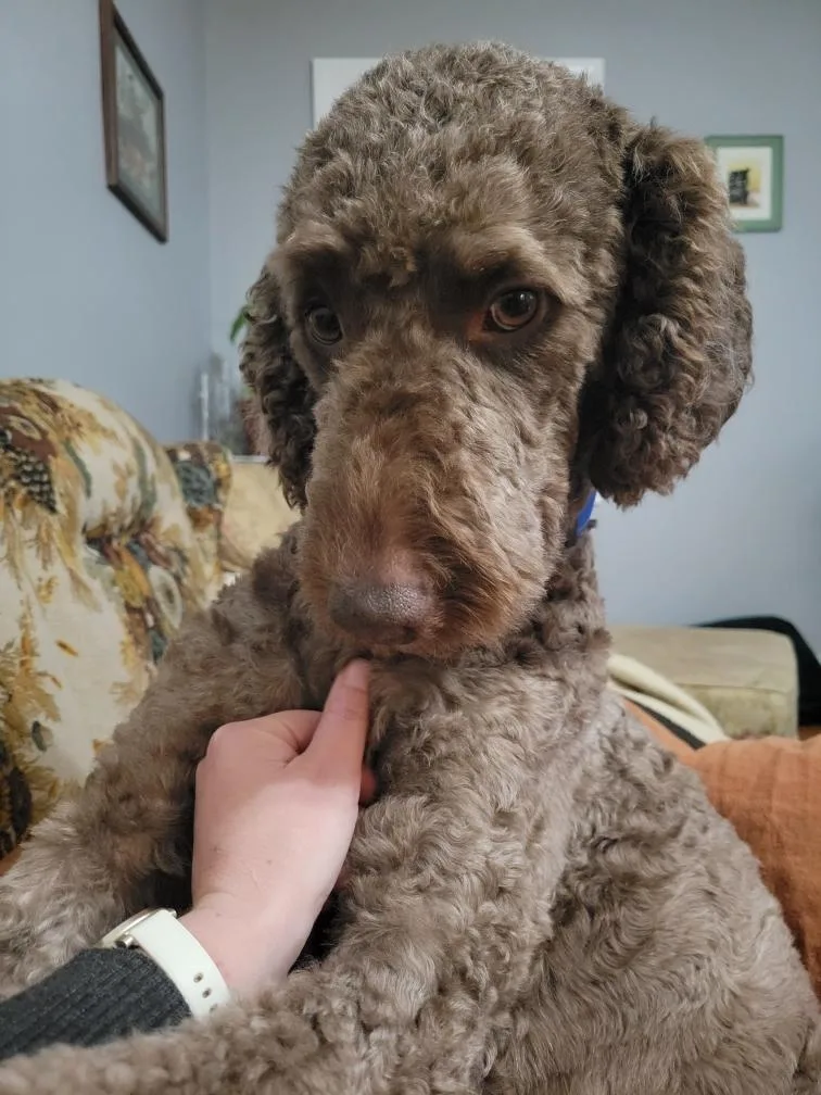 Rufus thumbnail 4