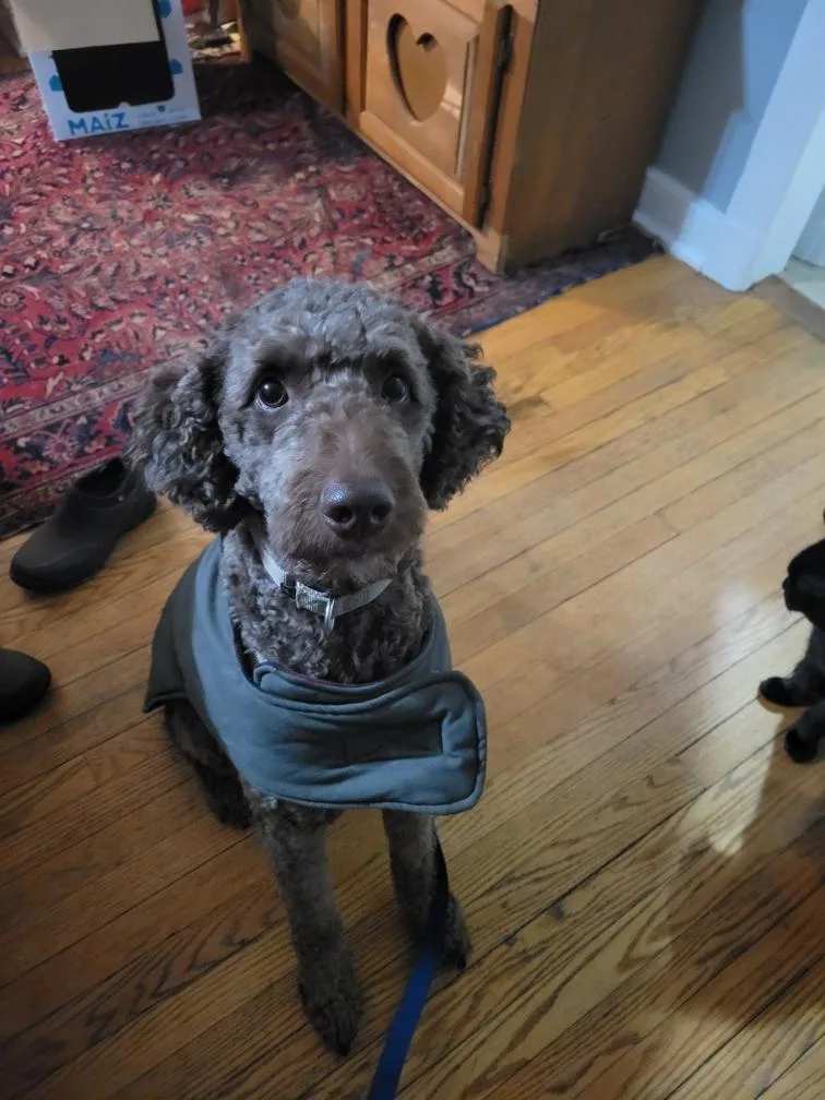Rufus thumbnail 5