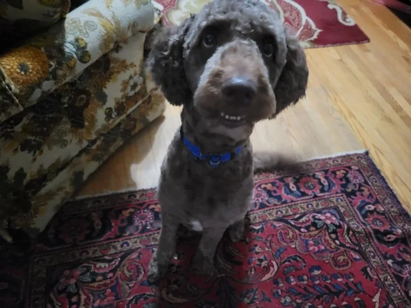 Rufus thumbnail 6
