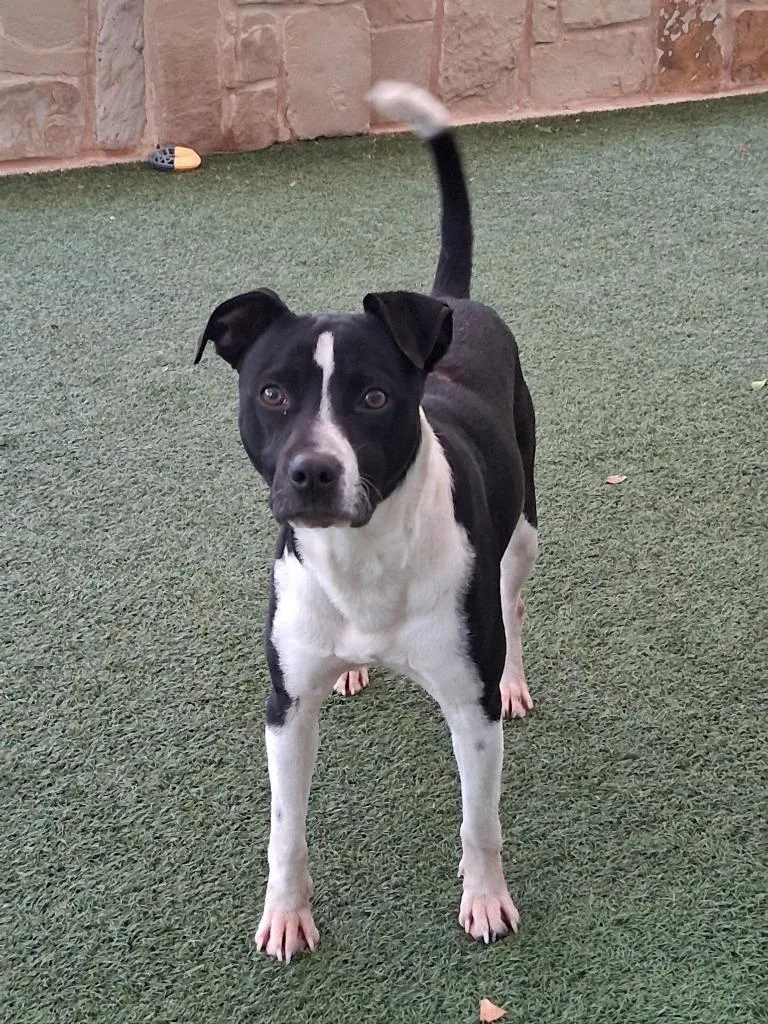 A young medium-sized male Labrador Retriever dog named Uno for adoption in Seguin, TX