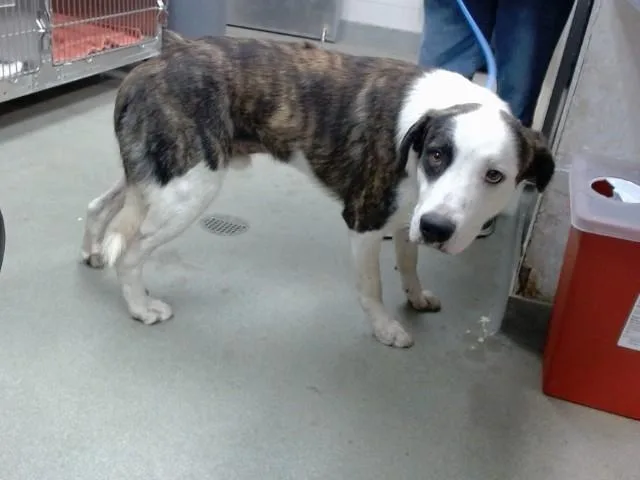 A young small-sized male Beagle dog named Mr. Dana for adoption in Salinas, CA