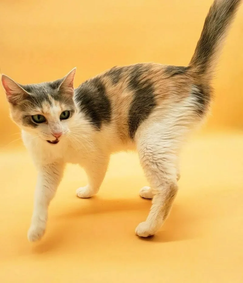 Dumplin' thumbnail 2