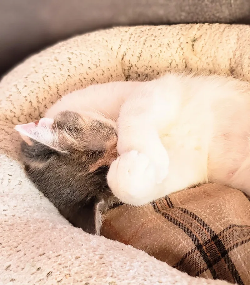 Dumplin' thumbnail 3