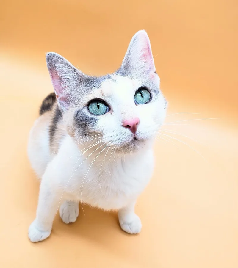 Dumplin' thumbnail 5