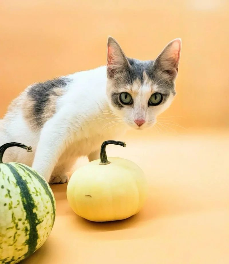 Dumplin' thumbnail 6