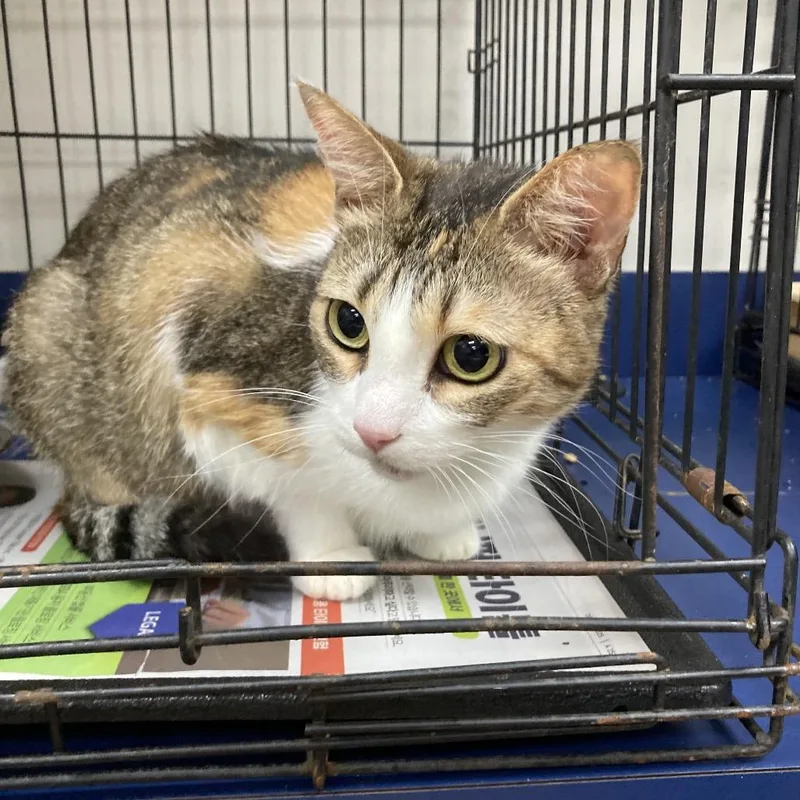 An adult large-sized female Calico Domestic Short Hair cat named Sophie for adoption in Galveston, TX