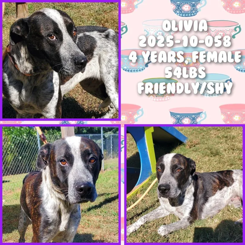 An adult medium-sized female Pointer dog named Olivia for adoption in Winder, GA