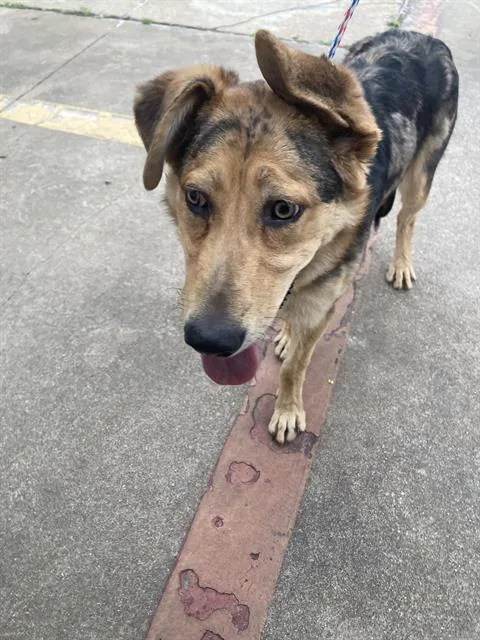 A young large-sized male Mixed Breed dog named Cleveland for adoption in Dallas, TX