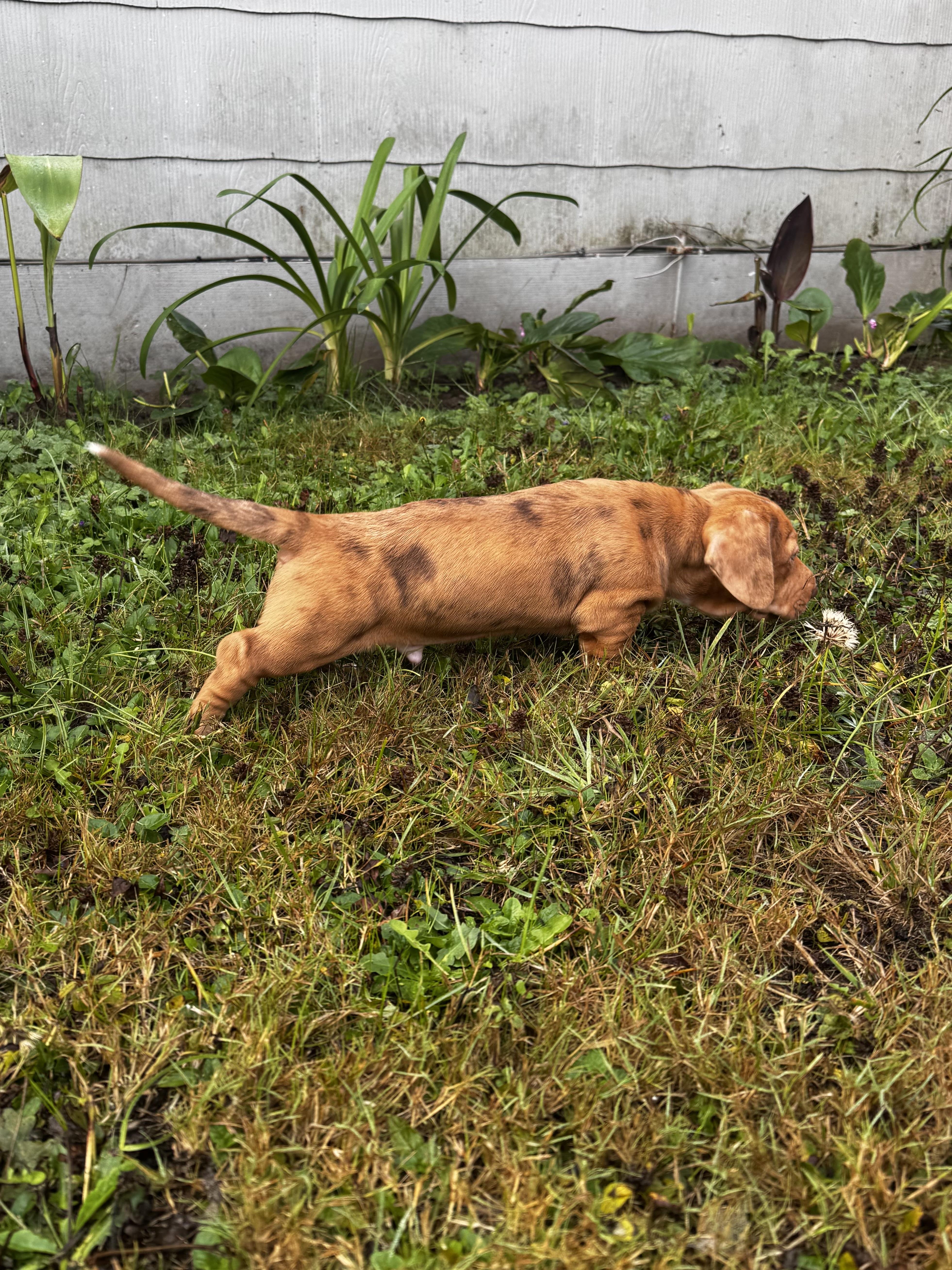 A baby medium-sized male Labrador Retriever dog named Cayenne for adoption in Lakehead, CA