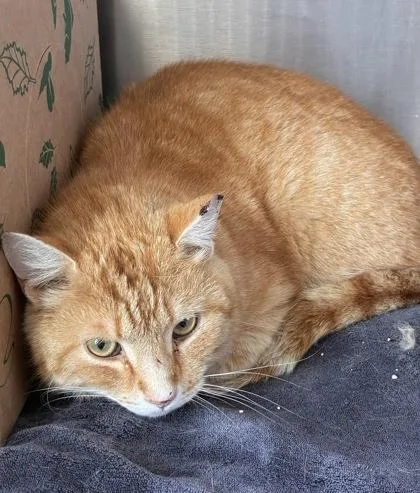 An adult medium-sized male Domestic Short Hair cat named Santiago for adoption in West Chester, PA