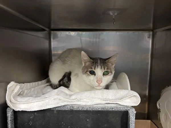 An adult medium-sized female Domestic Short Hair cat named Snowy for adoption in New York, NY