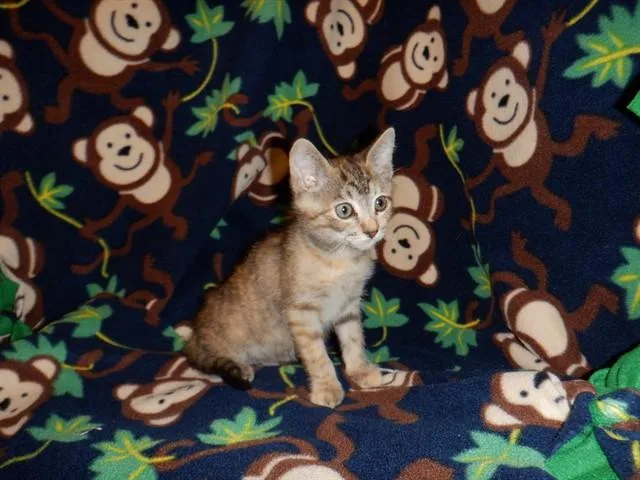 A baby small-sized female Domestic Short Hair cat named Brie for adoption in San Jose, CA