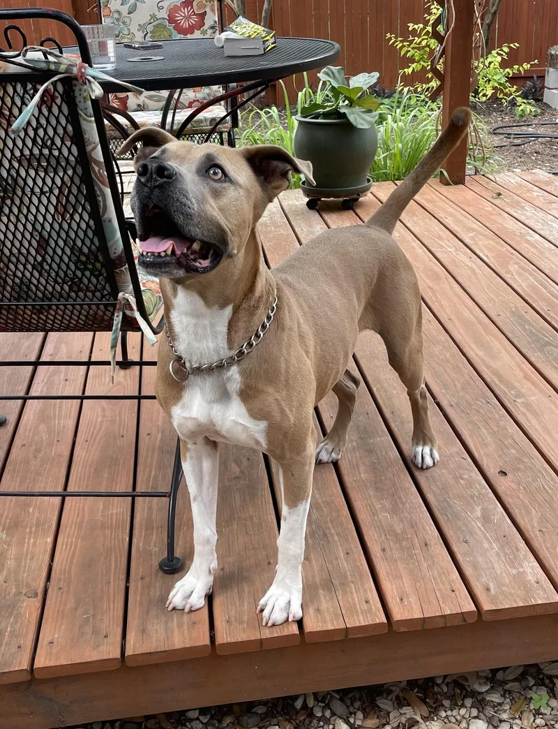 An adult large-sized male Yellow / Tan / Blond / Fawn Boxer dog named Murphy for adoption in Amherst, MA