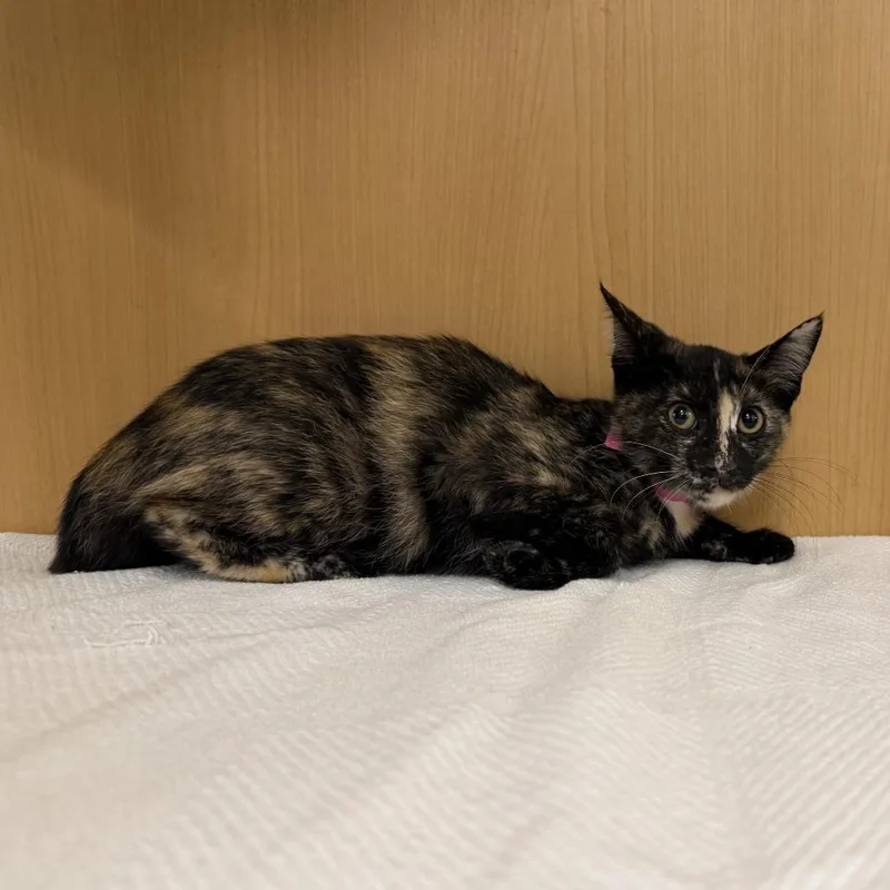 A baby small-sized female Tortoiseshell Domestic Short Hair cat named Marigold for adoption in Saint Louis, MO