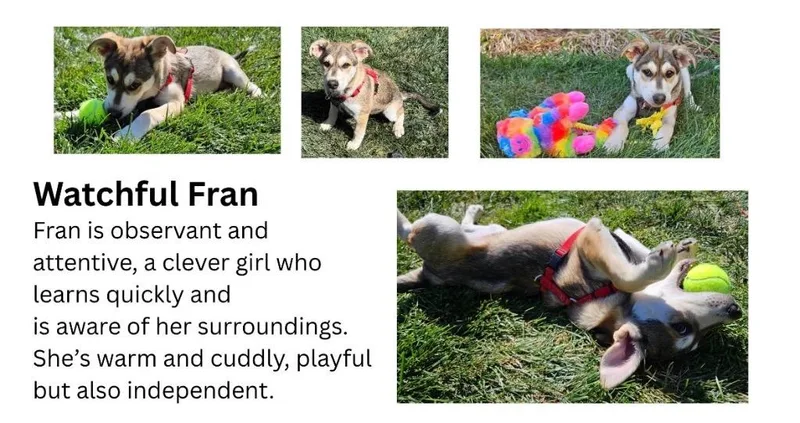 A baby medium-sized female Shepherd dog named Franquette for adoption in Fort Lupton, CO