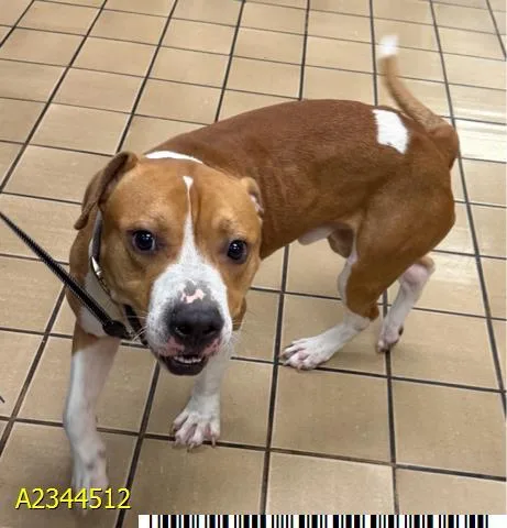 A young medium-sized male Mixed Breed dog named Brucie for adoption in West Palm Beach, FL