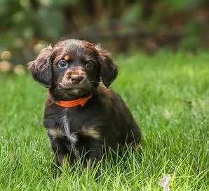 A baby small-sized female Dachshund dog named Acadia for adoption in Cumming, GA
