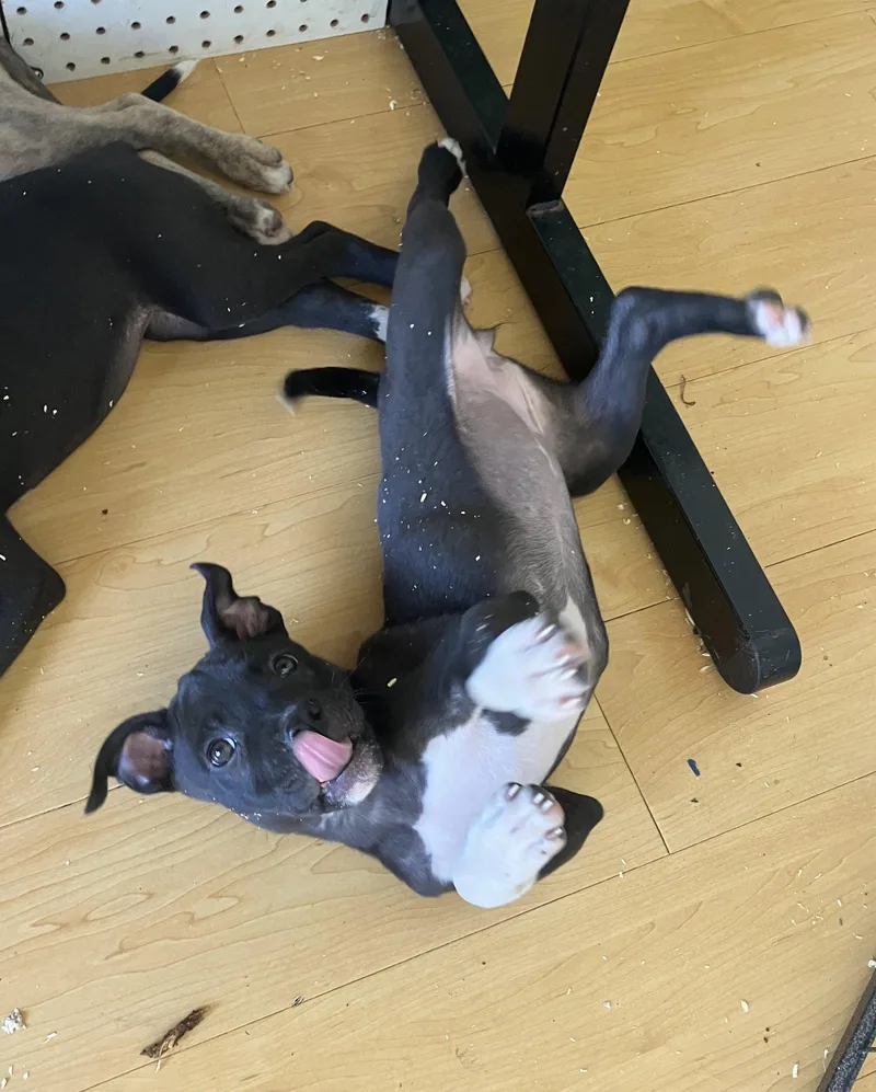 A baby medium-sized female Staffordshire Bull Terrier dog named Haleakalaฬ for adoption in Davis, CA