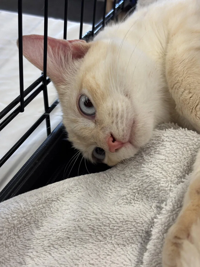 An adult medium-sized male Siamese cat named Milo for adoption in Longwood, FL