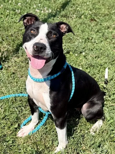 An adult medium-sized female Terrier dog named Blue Cheese for adoption in Olivette, MO