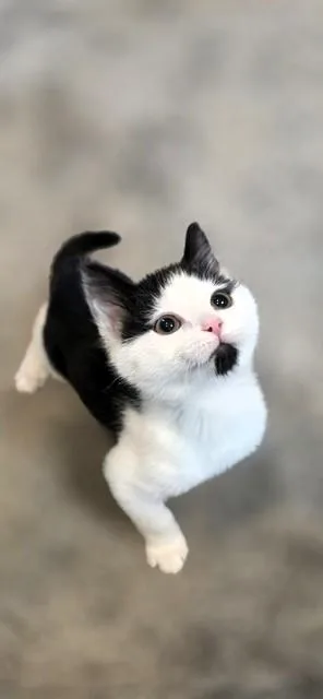 A baby small-sized male Black & White / Tuxedo Domestic Short Hair cat named Socrates for adoption in Salt Lake City, UT