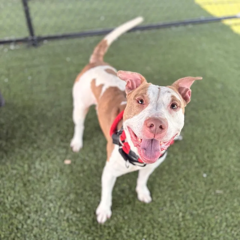 A senior large-sized male Brown / Chocolate Pit Bull Terrier dog named Chase for adoption in Philadelphia, PA
