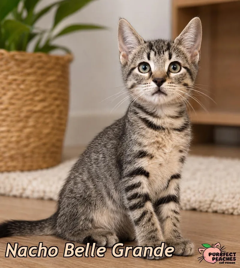 A baby medium-sized male Domestic Short Hair cat named Nacho Belle Grande for adoption in Douglasville, GA