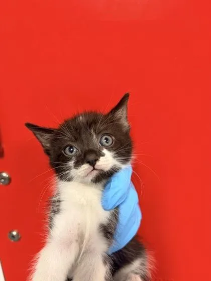 A young small-sized male Domestic Short Hair cat named B Wallace for adoption in North Charleston, SC
