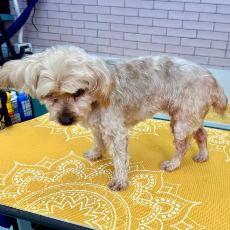 A senior small-sized female Yellow / Tan / Blond / Fawn Yorkshire Terrier dog named Foam for adoption in San Francisco, CA