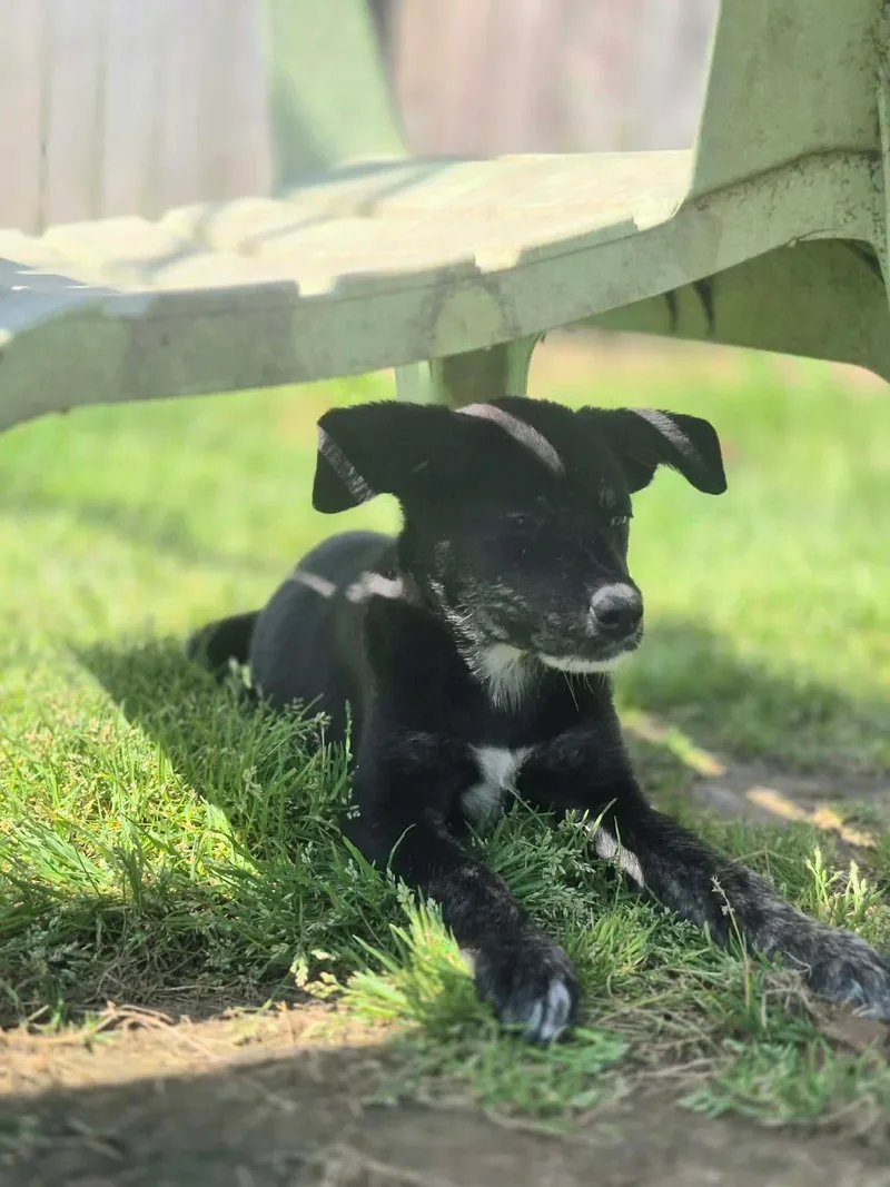A baby medium-sized female Black Terrier dog named Gwen for adoption in Dover, AR