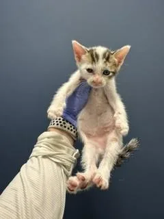 A baby small-sized male Domestic Short Hair cat named Bubble for adoption in Miami, FL